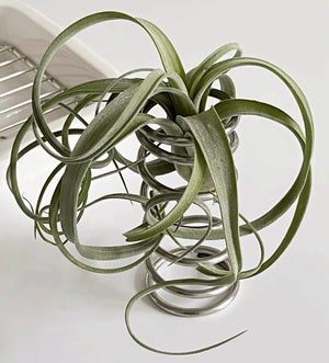 Stainless Steel Cylindrical Spring Stand Holder