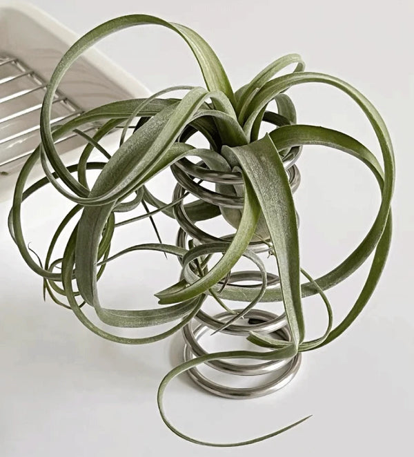 Stainless Steel Cylindrical Spring Stand Holder