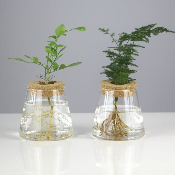 Mini Vintage Hydroponic Flower Glass Pot